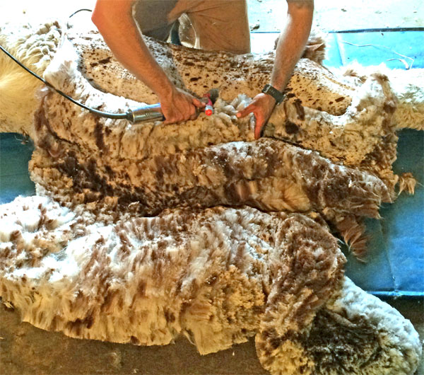 Günstige Alpaka Rohwolle kaufen